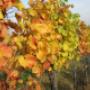 Weinbau Schlösinger - Wein und Erlebnis, 2440 Reisenberg