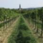 Weinbau Schlösinger - Wein und Erlebnis, 2440 Reisenberg