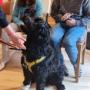 Christa Reisenbichler - Work Walk Play | Barbetzucht | Hundetraining | Therapiebegleithunde | Assistenzhundeausbildung Christa Reisenbichler - Work Walk Play | Barbetzucht | Hundetraining | Therapiebegleithunde | Assistenzhundeausbildung