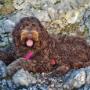 Christa Reisenbichler - Work Walk Play | Barbetzucht | Hundetraining | Therapiebegleithunde | Assistenzhundeausbildung Christa Reisenbichler - Work Walk Play | Barbetzucht | Hundetraining | Therapiebegleithunde | Assistenzhundeausbildung