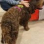 Christa Reisenbichler - Work Walk Play | Barbetzucht | Hundetraining | Therapiebegleithunde | Assistenzhundeausbildung Christa Reisenbichler - Work Walk Play | Barbetzucht | Hundetraining | Therapiebegleithunde | Assistenzhundeausbildung