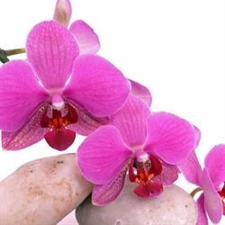 Studio LIESI - Sonnenstudio - Bodystyling Studio
