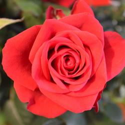 Blumen Maier