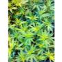 CBD - Hanf - Shop Absolem Stecklinge
