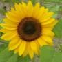 Gössl Thomas - Gartenbau - Schnittblumen