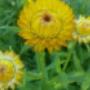 Gössl Thomas - Gartenbau - Schnittblumen