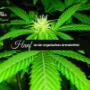 Cbd Regional