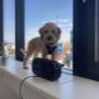 EDELWEISS Digital_Standort Seiersberg_Bürohund