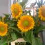 Sonnenblume 'Sunrich Gold' - in den Sommermonaten aus eigener Produktion! Sonnenblume 'Sunrich Gold' - in den Sommermonaten aus eigener Produktion!