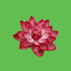 Blumen Lotus