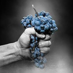 Wein Haider