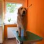 Suntwist Dogs Plus - Sandra Heider