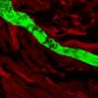Mouse knee (multi-photon setup)