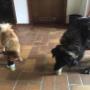 Snacks für Hunde, Hundepension in der Steiermark, Soboth, Österreich