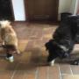 Snacks für Hunde, Hundepension in der Steiermark, Soboth, Österreich Snacks für Hunde, Hundepension in der Steiermark, Soboth, Österreich