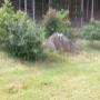 Hundepension