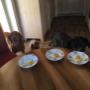 Hundebetreuung, Hundepension Frühstück für unsere Gäste