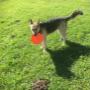 Spielsachen für Hunde, Urlaub ohne Hund genießen