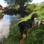 Hundepension