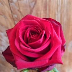 Brigitte's Blumenland