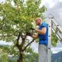 Riedlhof Leogang Baumwart Berni beim Birnenbaum pflegen