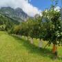 Riedlhof Leogang_Apfelhecke