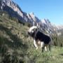 Riedlhof Leogang_Pustertaler Sprinzen Stier auf der Alm