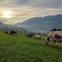 Riedlhof Leogang_Kühe auf der Weide