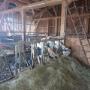 Riedlhof Leogang_Kuhstall_Alm