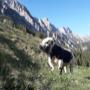Riedlhof Leogang_Stier auf der Alm