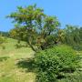Riedlhof Leogang_gepflegter Apfelbaum