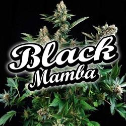 Black Mamba Seeds