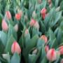 Gärtnerei Zmugg KG - Blumen & Pflanzen aus Salzburg