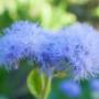 Gärtnerei Zmugg KG - Blumen & Pflanzen aus Salzburg