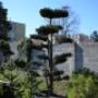 Blumen 2000 Bonsai