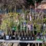 Blumen 2000 Kletterpflanzen