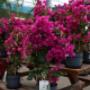 Blumen 2000 Bougainvillea