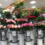 Blumen 2000 Rosen
