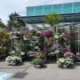 Blumen 2000_