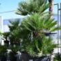 Blumen 2000 Palmen