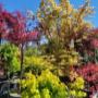 Blumen 2000 Ahorn