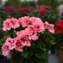 Blumen 2000 Englische Pelargonien