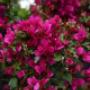Blumen 2000 Bougainvillea