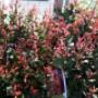 Blumen 2000 Glanzmispel