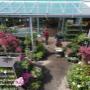 Blumen 2000_