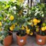 Blumen 2000 Zitruspflanzen