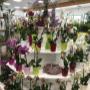 Blumen 2000 Phalanopsis