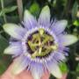 Blumen 2000