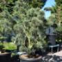 Blumen 2000 Pinus