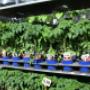 Blumen 2000 Tomaten